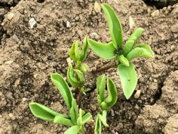 417491740_729267809356628_3402632230904296482_n